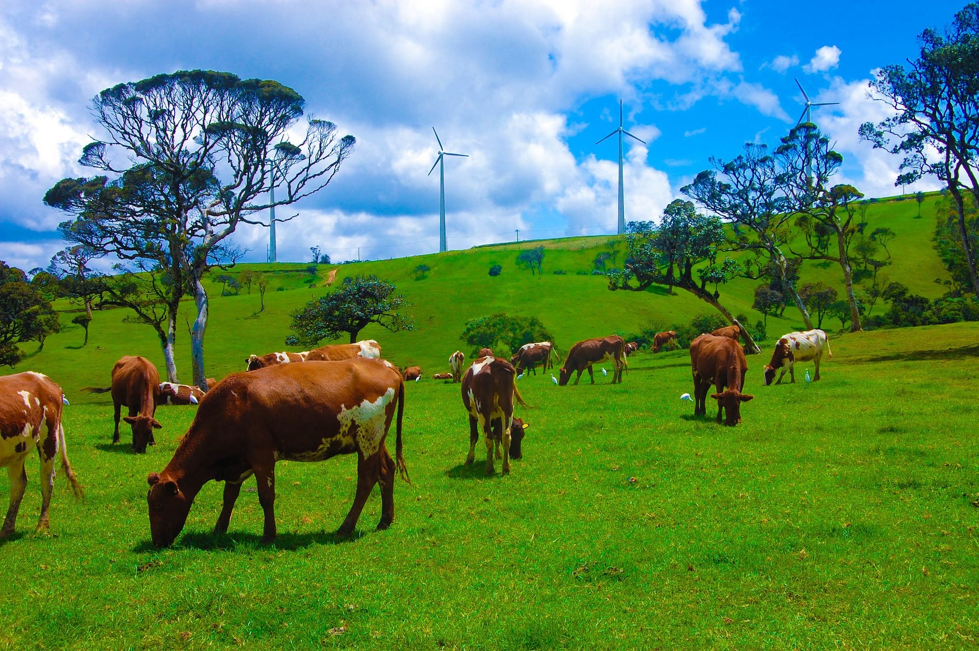 Nuwara Eliya